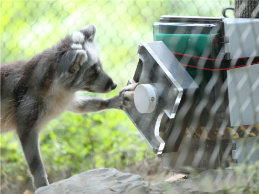 a fox playing with some contraption strapped to a tree
