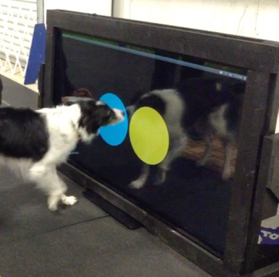 dog nosing a large screen